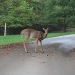 Photo of the Week Submissions