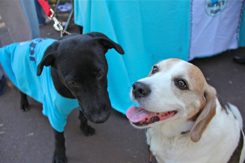 Photo Recap: Skippack’s Winetober Fest!