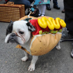 The 6th Annual NarbBark Dog Parade!