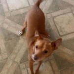 Pet of the Week : Kinks