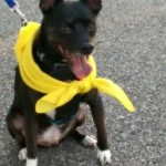 Pet of the Week : Archie
