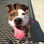National Clear the Shelters Day!