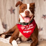 Pet of the Week : Chloe