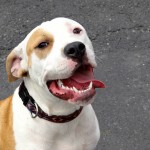 Pet of the Week: Missy