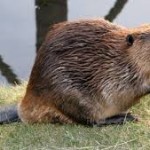 Green Lane Park To Host “Leave It to Beavers” Program