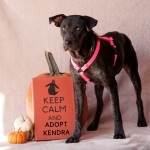 Pet of the Week : Kendra