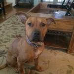 Pet of the Week : Val