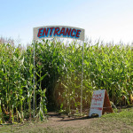 Corn Maze Mania