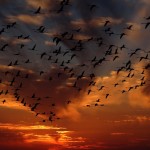 Fly over to Green Lane Park