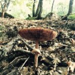 Wild Mushrooms at Lorimer Park