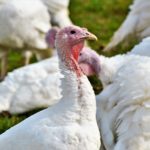 4 Places to find Farm Fresh Turkeys for Thanksgiving