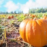 Where To Go in Montco for Pumpkin Patches and Corn Mazes