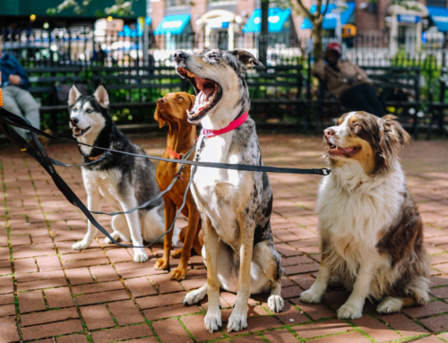 Montgomery County Dog Owner’s Guide | Boarding, Grooming, Parks & More