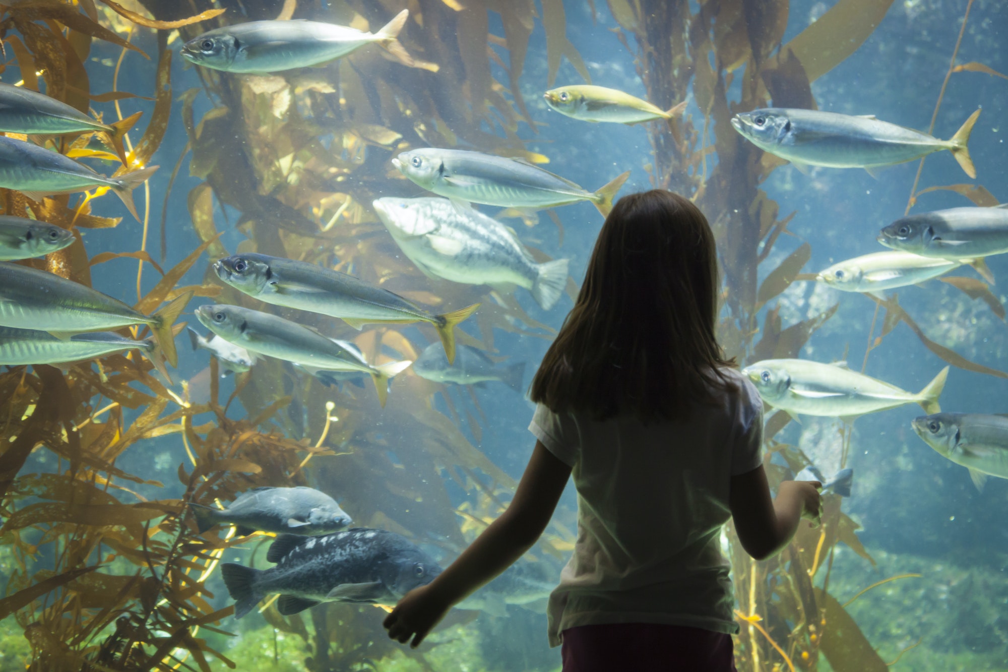 Little Girl Aquarium