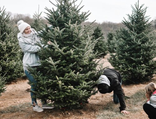 2024 Christmas Tree Farms