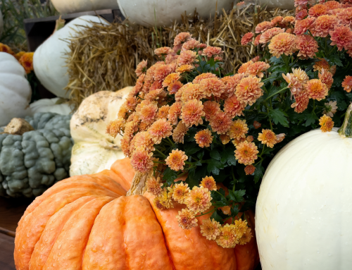 From Summer to Cozy | Easy Ways to Transition Your Home to Fall