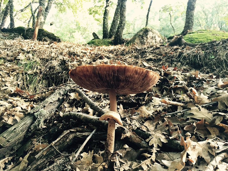 mushroom-983896_960_720
