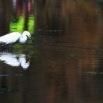 Green Lane Park Hosts “Waterfowl Watch” Saturday March 11th