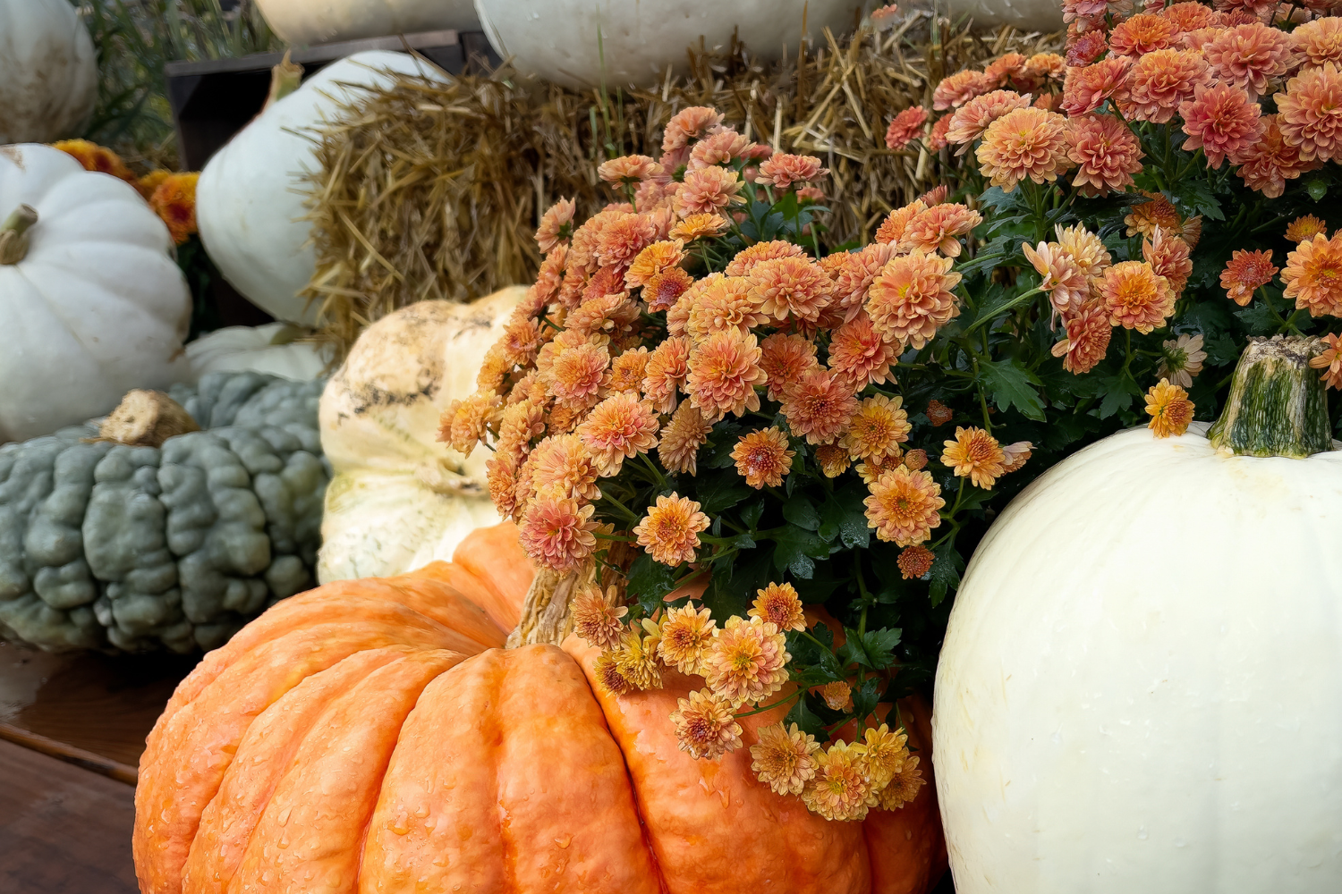 From Summer to Cozy | Easy Ways to Transition Your Home to Fall